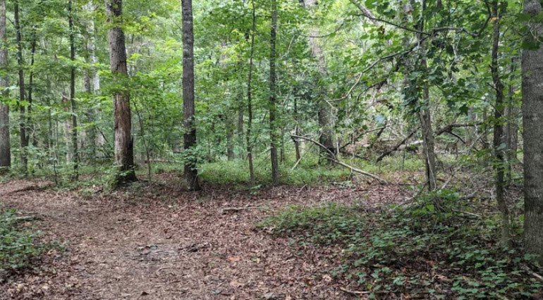 Thompson Mills Forest - Georgia State Arboretum, United States